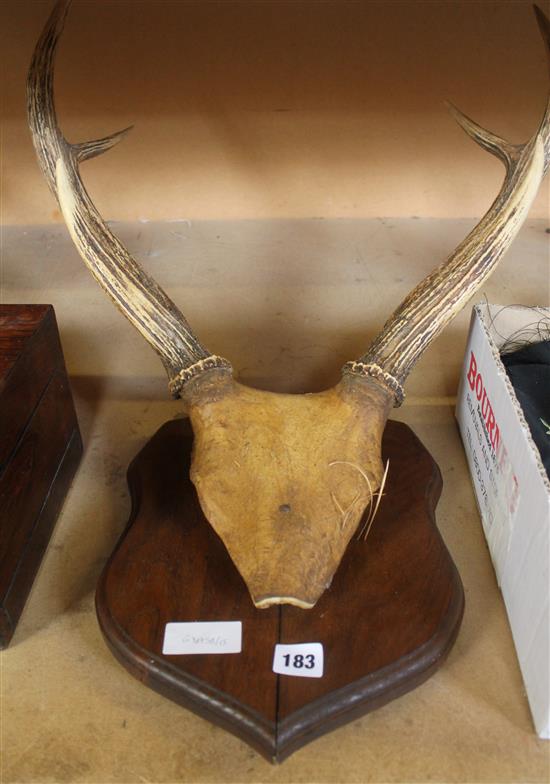 Mounted antlers